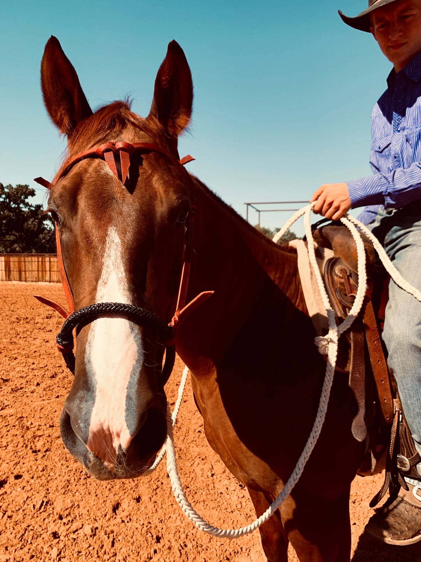 Handmade Loping Hackamore