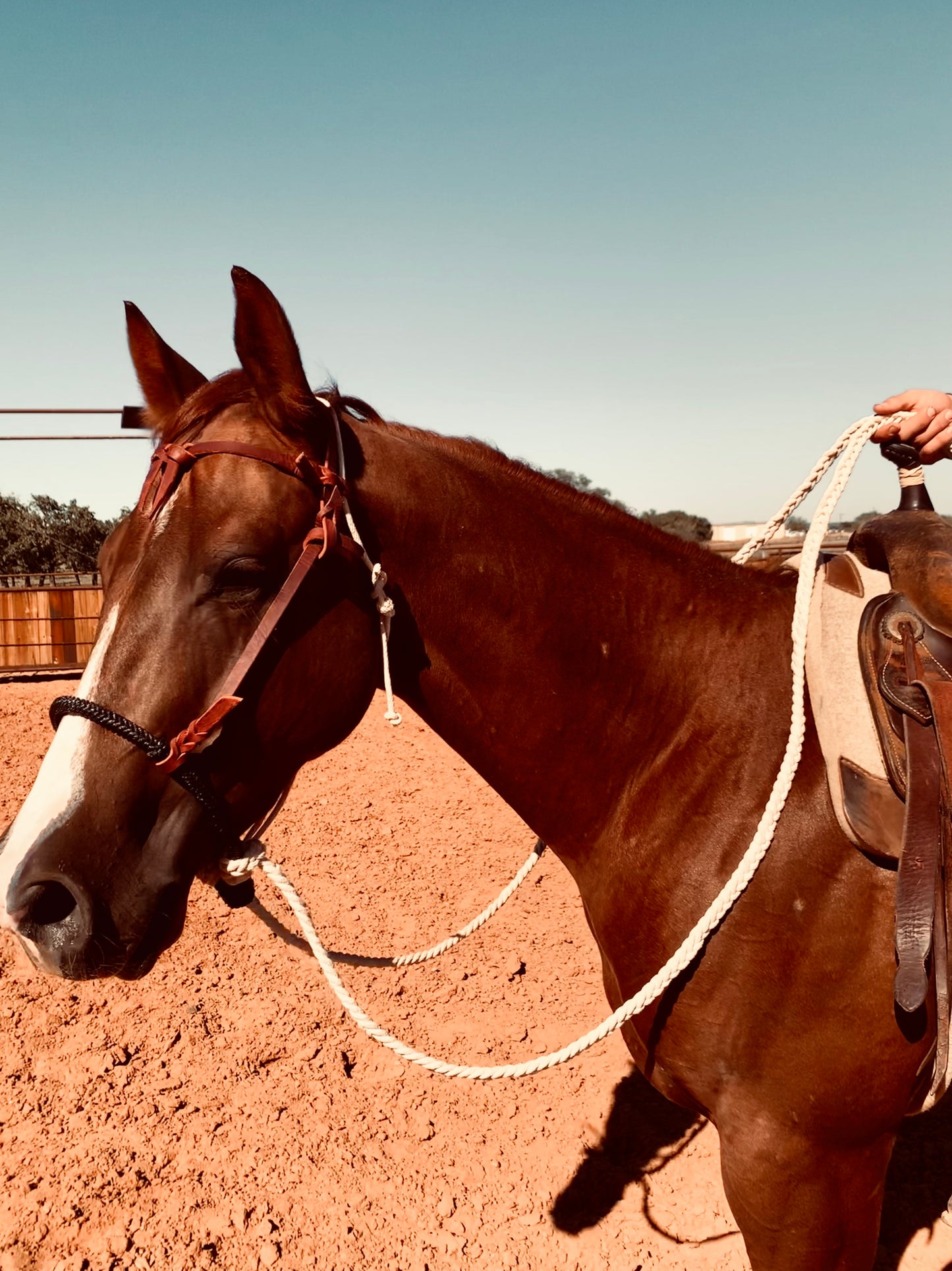 Handmade Loping Hackamore
