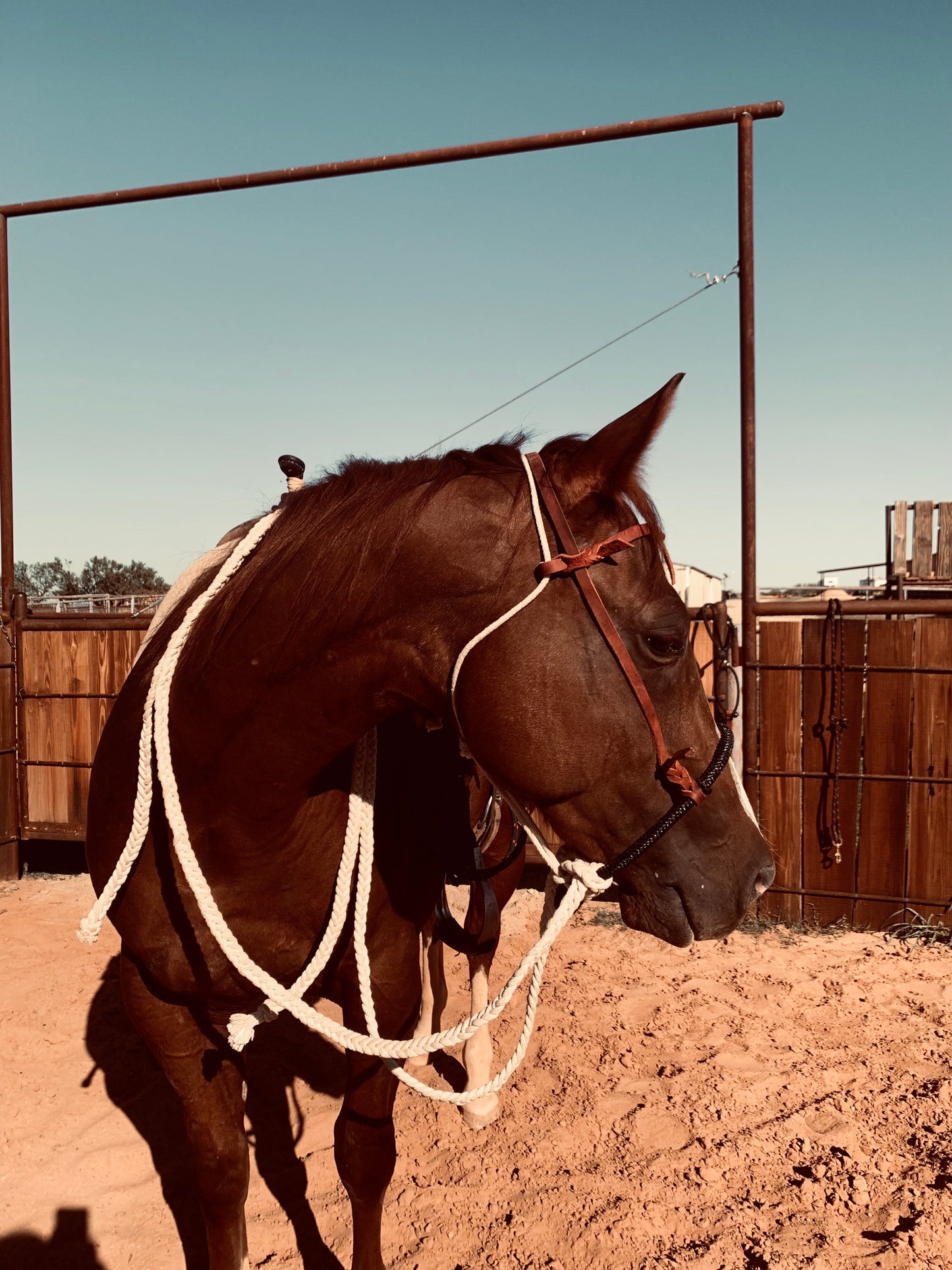 Handmade Loping Hackamore