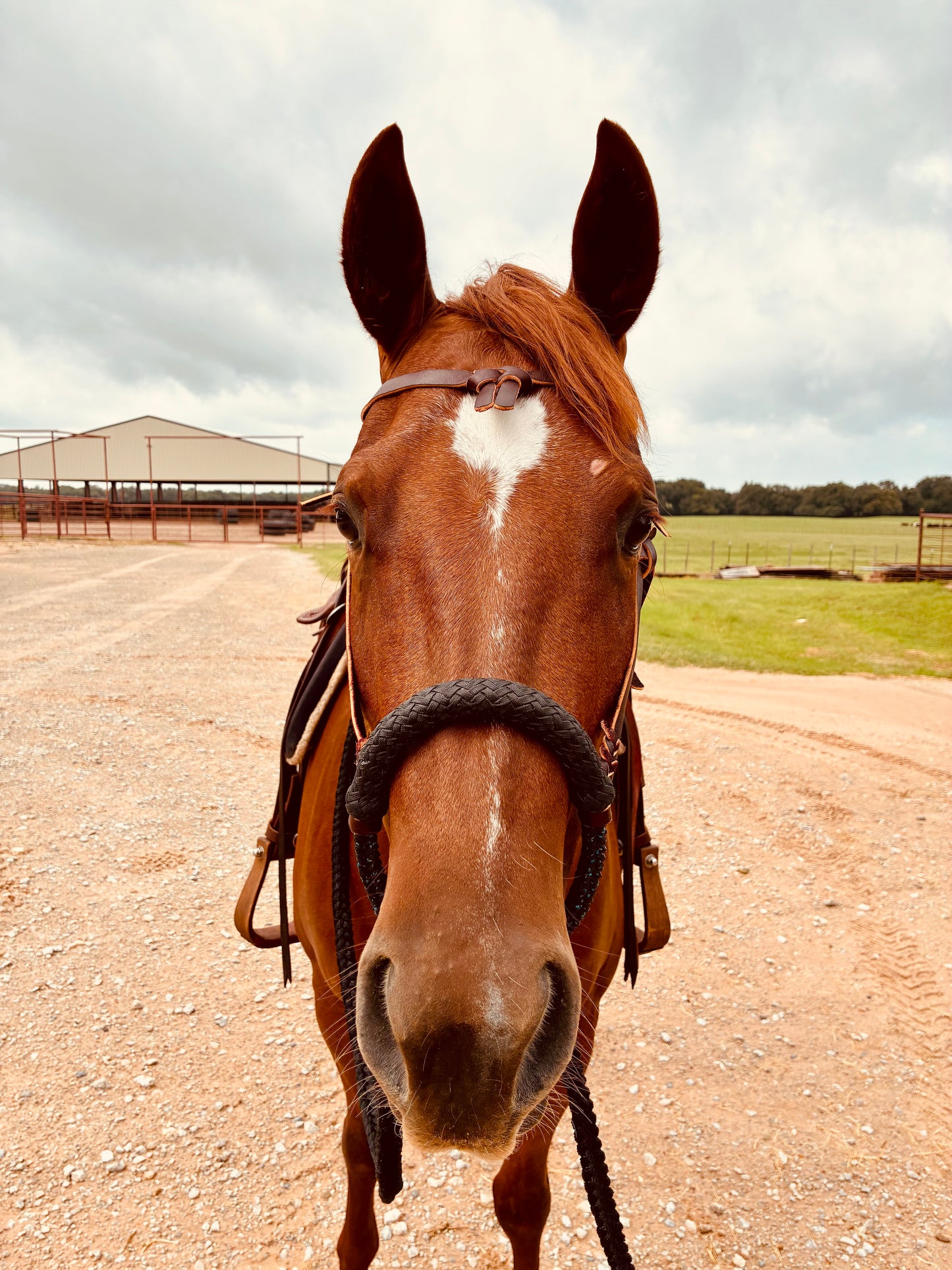 Rank Black Handmade Hackamore