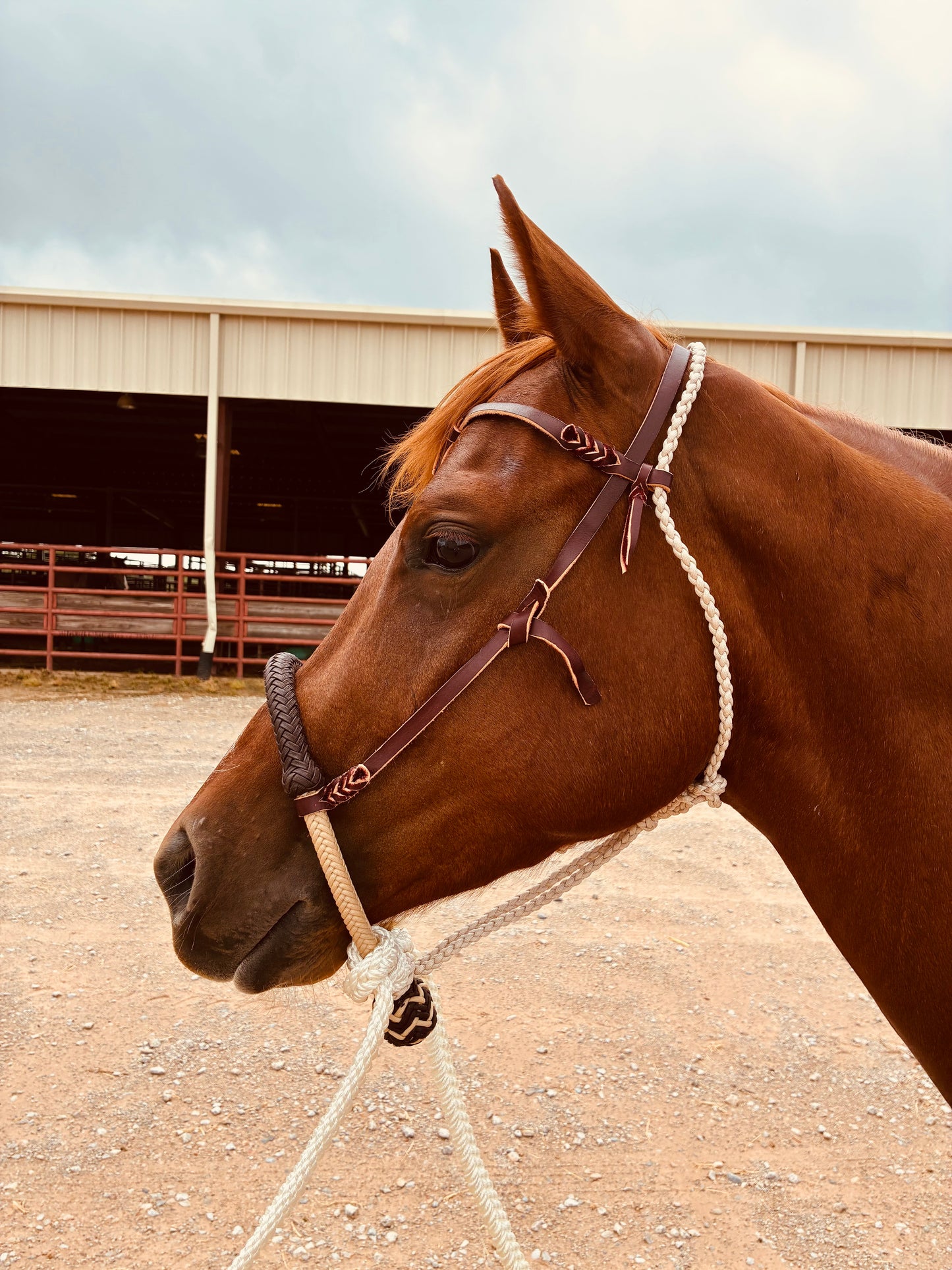 Savvy Handmade Hackamore