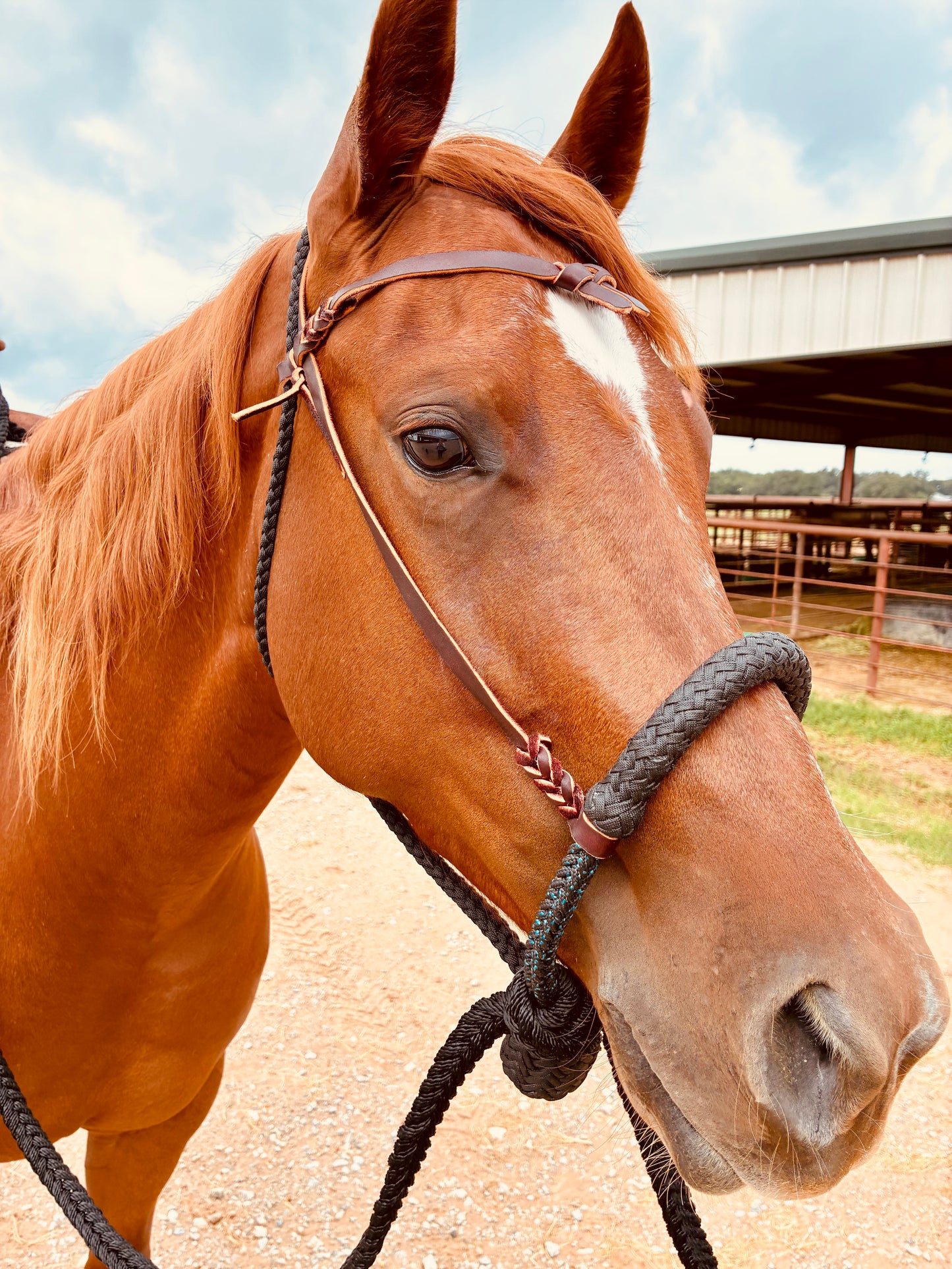 Rank Black Handmade Hackamore