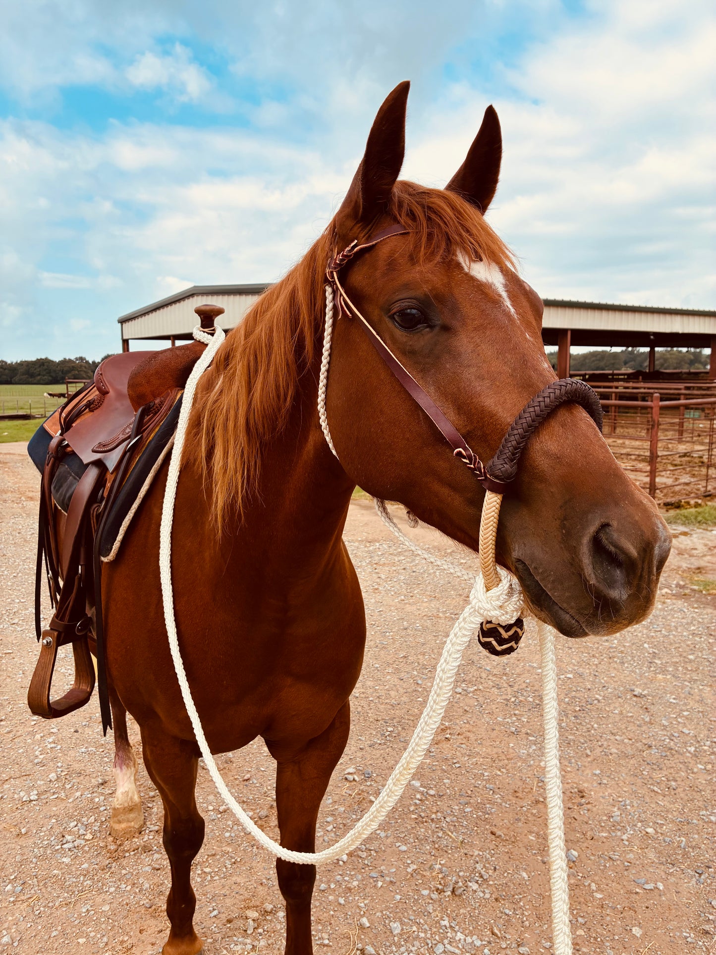 Savvy Handmade Hackamore
