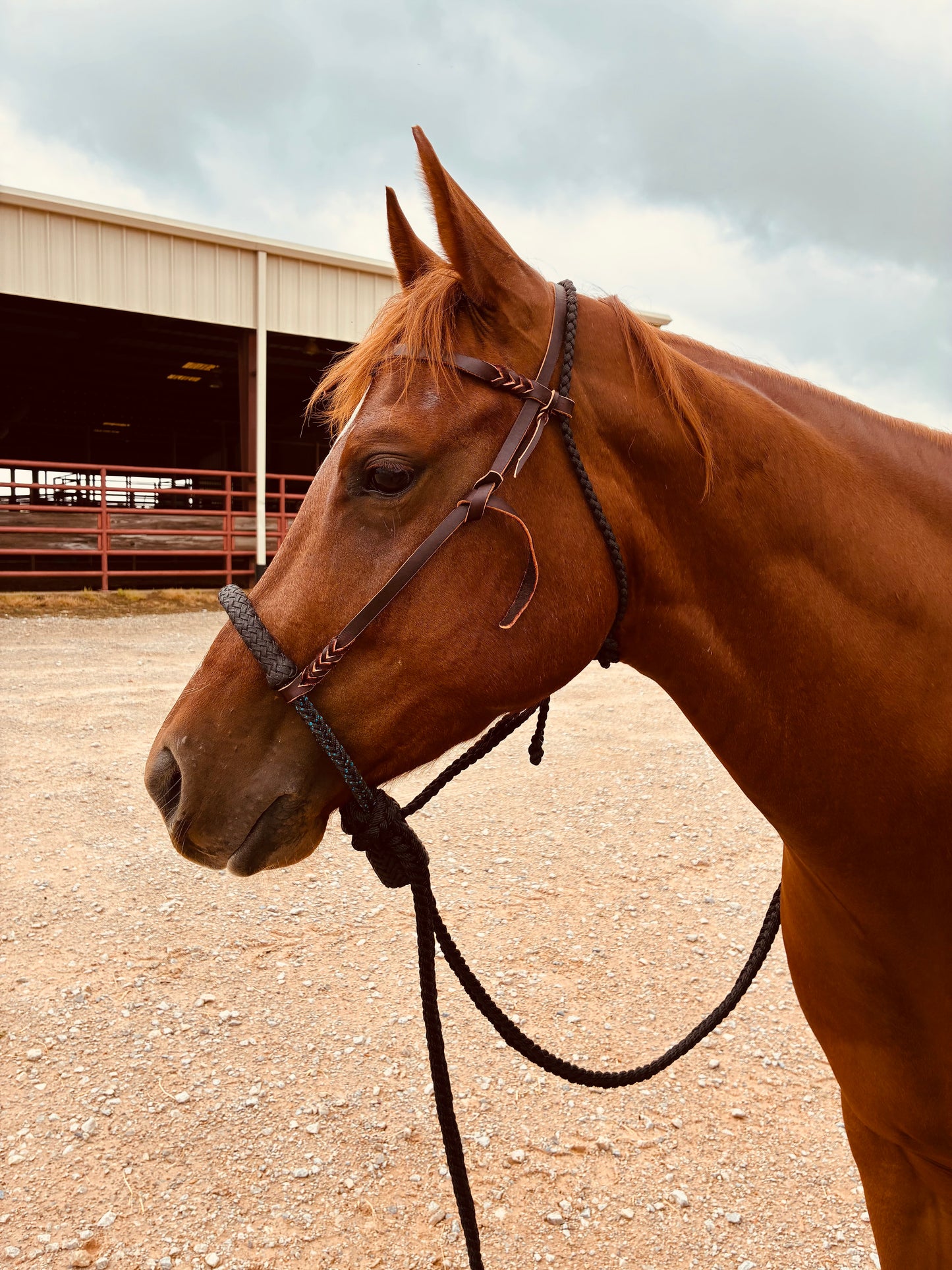 Rank Black Handmade Hackamore