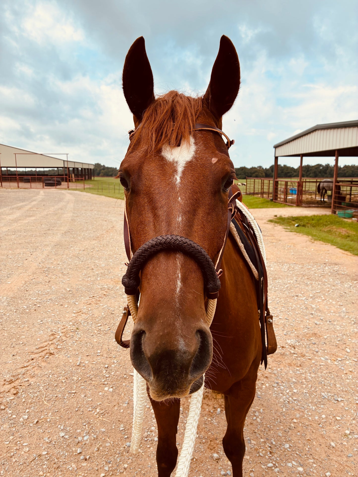 Savvy Handmade Hackamore